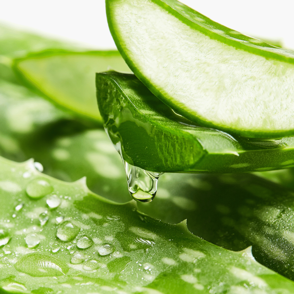 Close up of aloe