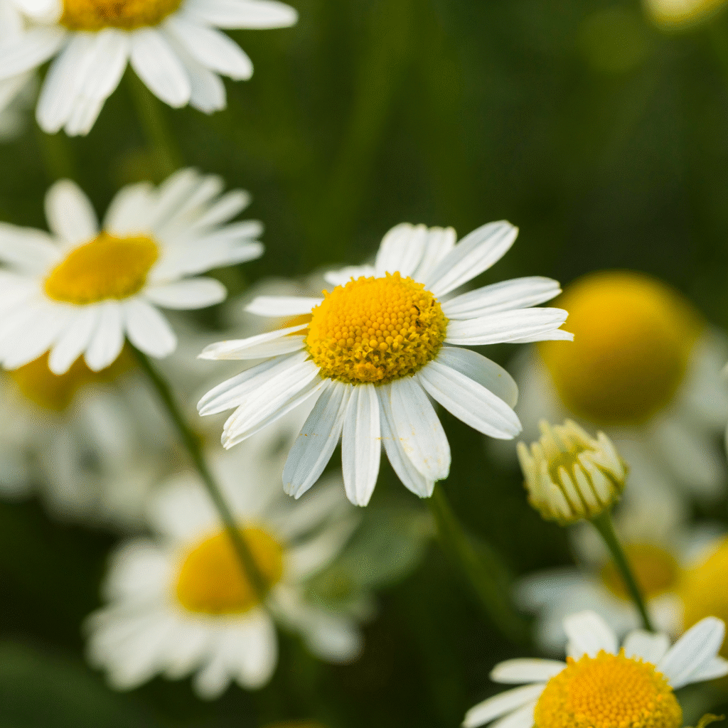 Close up of chamomile flowers